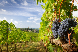 Turismo, &egrave; nel Chianti l'undicesima tappa del percorso di Ambitour