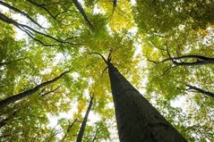 I servizi ecosistemici, chiave per un nuovo equilibrio tra montagna e citt&agrave;