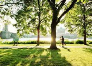 Sicurezza degli alberi in citt&agrave; fra prevenzione e rischio