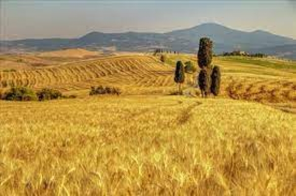 Agricoltura e produzione di cereali, focus sulla situazione in Toscana