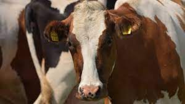 Aiuti per l'acquisto di animali riproduttori