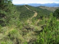 PSR 8.3 &ndash; Sostegno alla prevenzione dei danni arrecati alle foreste da incendi, calamit&agrave; naturali ed eventi catastrofici