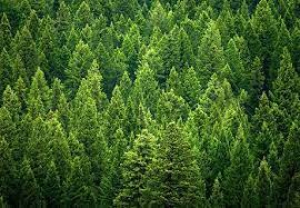 La Commissione propone una nuova strategia per proteggere e ricostituire le foreste dell'UE