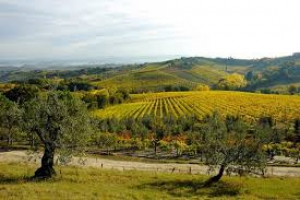 Dal vino all'olio, dagli chef al 'trap': territori e prodotti del Chianti