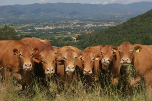 Agricoltura e aree interne, focus di Anci Toscana alla Fiera Mugellana