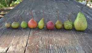 Vecchie variet&agrave; di ortaggi e frutta, un grande patrimonio da riscoprire