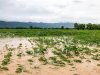 Alluvione novembre 2023, contributi per ripristino terreni agricoli e potenziale produttivo