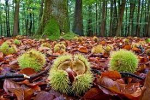 La Montagna Pistoiese, una terra da rilanciare attraverso la sua agricoltura