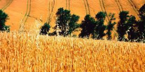 Agricoltura, nuove opportunit&agrave; di sviluppo per i territori toscani