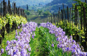 Le citt&agrave; e i territori toscani si raccontano attraverso i loro fiori