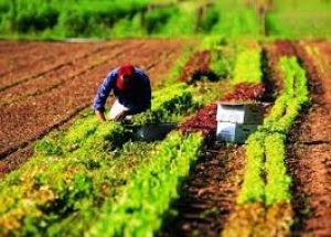 Anci Toscana e Confagricoltura, intesa sul mondo rurale
