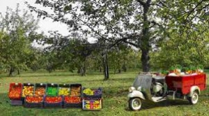 Investimenti nella trasformazione, commercializzazione e/o sviluppo dei prodotti agricoli - 4.2.1 PSR FEASR