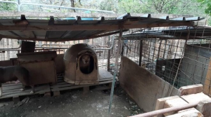 Canile sequestrato a Molazzana, il Comune ora rischia il dissesto