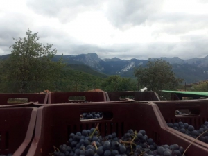 L'agricoltura eroica, la sfida di produrre vino nelle aree di montagna