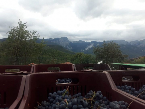L'agricoltura eroica, la sfida di produrre vino nelle aree di montagna