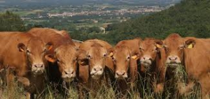 Riscoprire e valorizzare i prodotti tipici toscani: il Mugello