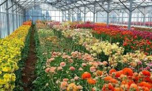 Firmato decreto da 25 milioni di euro a favore delle aziende del settore florovivaistico