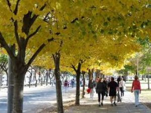 Alberi in citt&agrave; e qualit&agrave; dell'aria, le linee guida per i Comuni