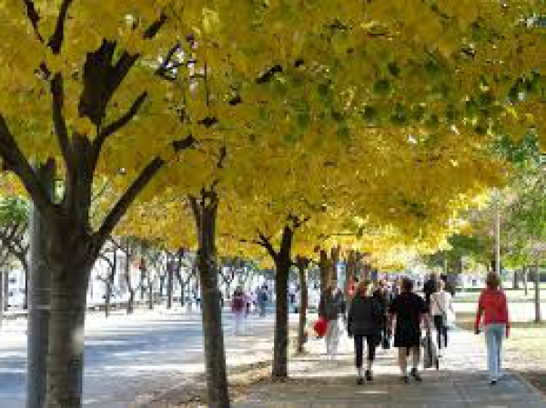 Alberi in citt&agrave; e qualit&agrave; dell'aria, le linee guida per i Comuni