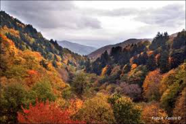 DestinazioneBosco, a Pistoia il punto sulle foreste toscane