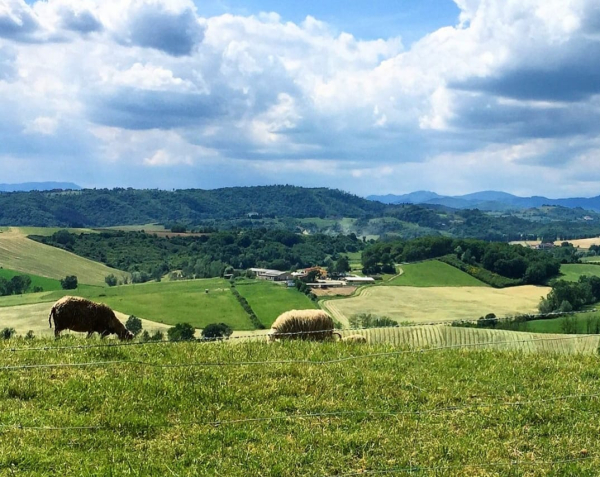 Verso la transizione ecologica: nuove alleanze tra Comuni e startup