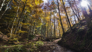 Tagli alla Forestazione, Anci chiede un incontro urgente e Giani