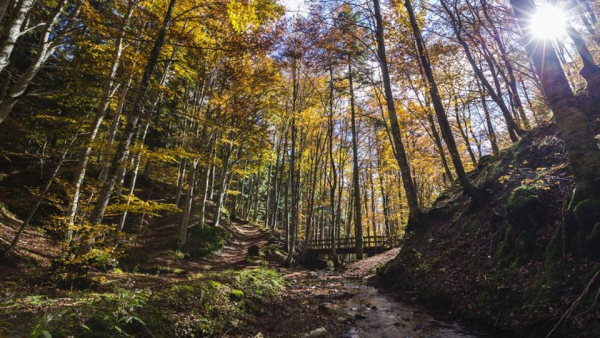 Tagli alla Forestazione, Anci chiede un incontro urgente e Giani