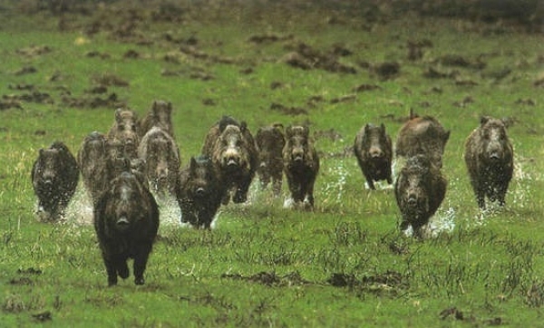 Contenimento danni da animali selvatici in agricoltura