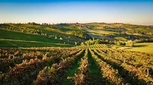 Bando Produzioni vegetali, campagna assicurativa 2021 - PSRN 2014-2022, sottomisura 17.1