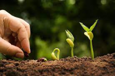 Bando per l’attuazione della Misura 11 – “Agricoltura Biologica&quot; del Programma di Sviluppo Rurale della Regione Toscana 2014-2020