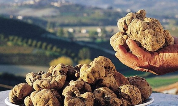 Anci Toscana sostiene la 'Cultura del tartufo' patrimonio Unesco