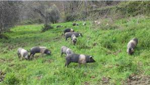 Bandi PSR in attuazione della misura 10 &ldquo;Pagamenti Agro-Climatico-Ambientali&rdquo;