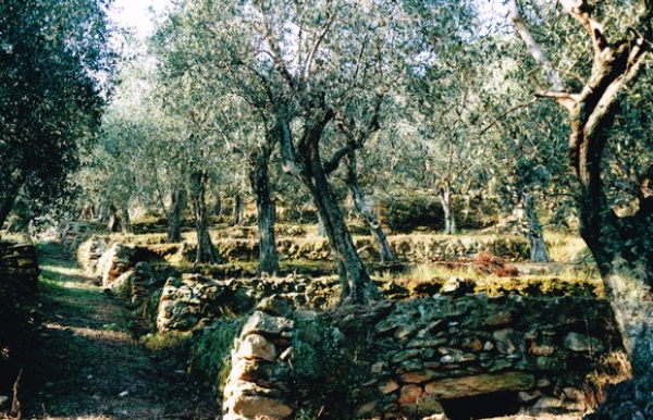Agricoltura, nuove risorse per il recupero di oliveti e castagneti