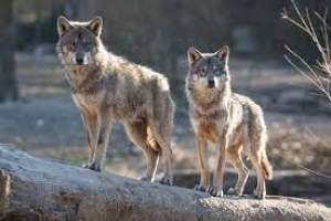 Indennizzi per attacchi da predatori