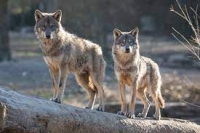 Indennizzi per attacchi da predatori