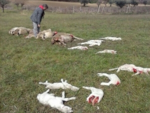 Lupi e agricoltura, dalla Toscana percorso per affrontare il problema