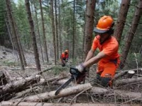 Sette milioni di euro per la tutela delle foreste toscane