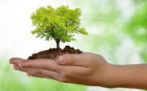 Anche Anci Toscana aderisce alla campagna "Un albero in pi&ugrave;"