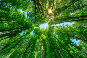 Forestazione e territorio, evento finale per il progetto PS GO NEWTON