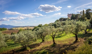 La cultura dell'olivo in Toscana: una ricchezza tra storia e futuro