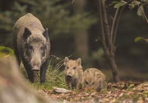 Contenimento ungulati