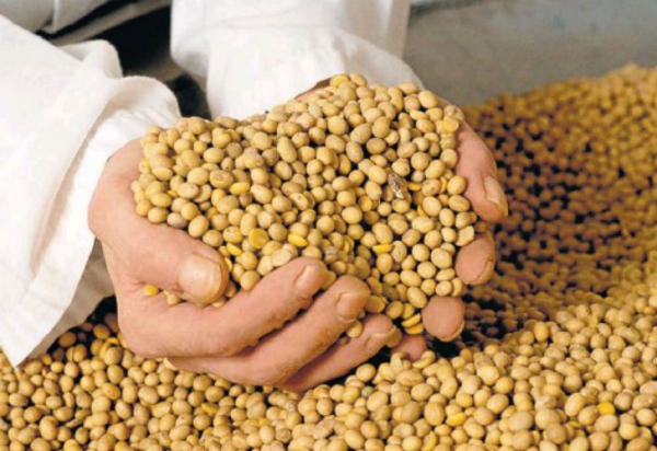 Cibo e lavoro, un progetto internazionale per il popolo Sarahawi