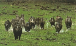 Contenimento danni da animali selvatici in agricoltura