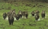 Contenimento danni da animali selvatici in agricoltura