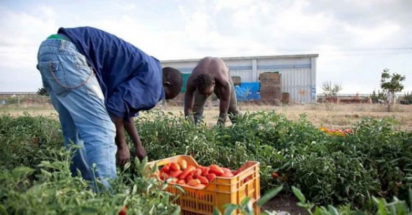 Agroalimentare, indagine nei Comuni sulle condizioni dei migranti