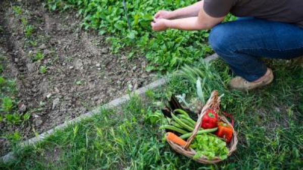 Riprende l'attivit&agrave; del progetto Centomila orti in Toscana