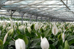 Ecosostenibilit&agrave;: "Floramiata, il buon esempio di un'eccellenza toscana"