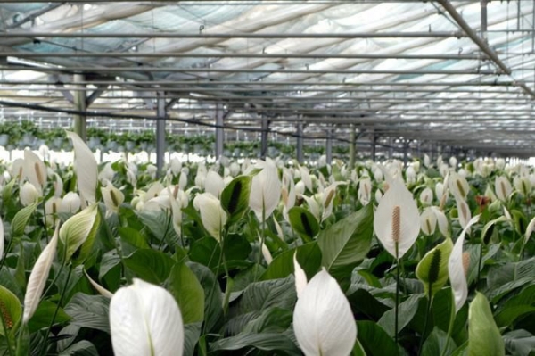 Ecosostenibilit&agrave;: "Floramiata, il buon esempio di un'eccellenza toscana"