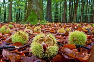 Un nuovo distretto per la tutela della castanicoltura toscana
